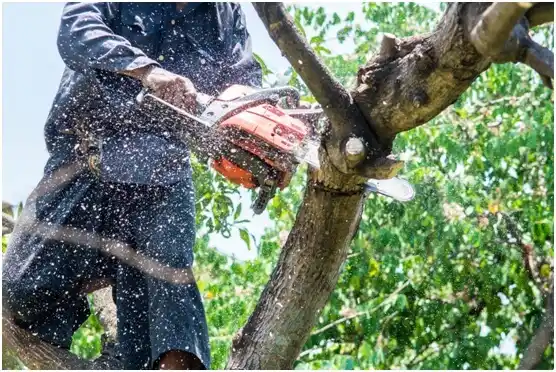 tree services Lyndon Station